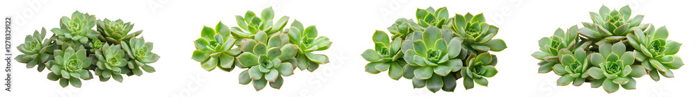 Closeup of Beautifully Arranged Succulent Plants with Green Leaves and Organic Patterns Creating a Decorative and Aesthetic Botanical Background Closeup of Beautifully Arranged Succulent Plants with Green Leaves and Organic Patterns Creating a Decorative and Aesthetic Botanical Background