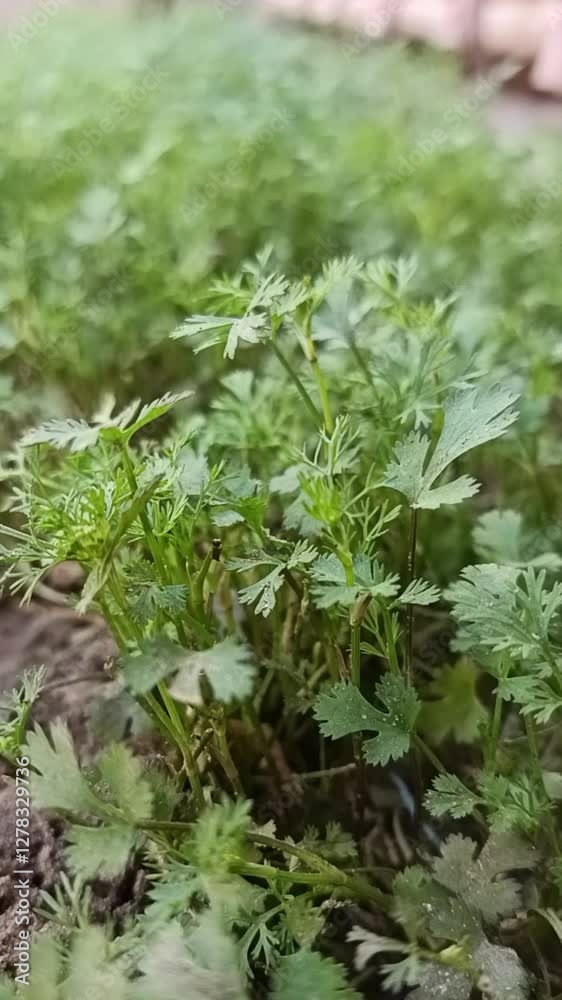 Close-Up View of Green Leafy Plants Growing in Soil Close-Up View of Green Leafy Plants Growing in Soil