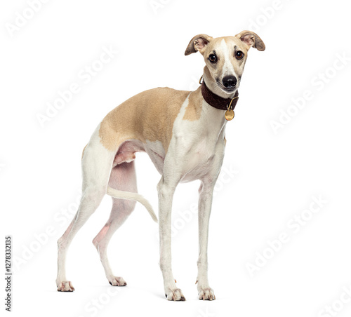 Whippet dog standing and looking at camera on white background