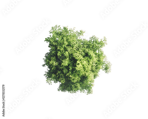 Overhead view of a lush green tree with a full canopy against a transparent background, PNG
