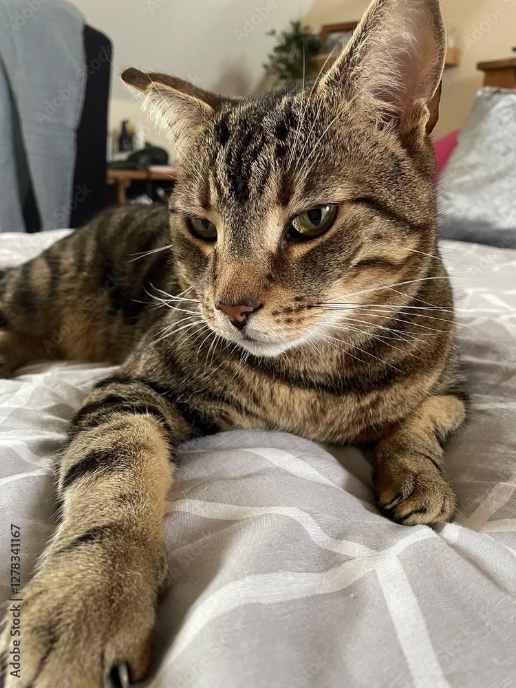 Cat on the bed Cat on the bed