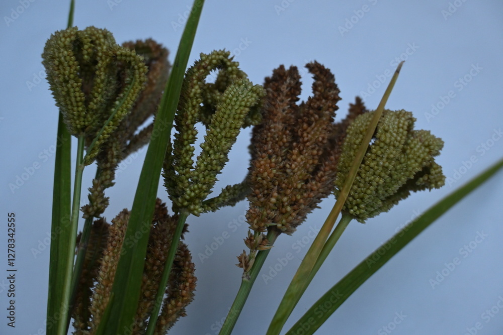 Obraz premium Eleusine coracana or finger millet. It is called Ragi and madua in India and Kodo in Nepal. It is an annual herbaceous plant. Its widely grown as a cereal crop in the in Africa and Asia.