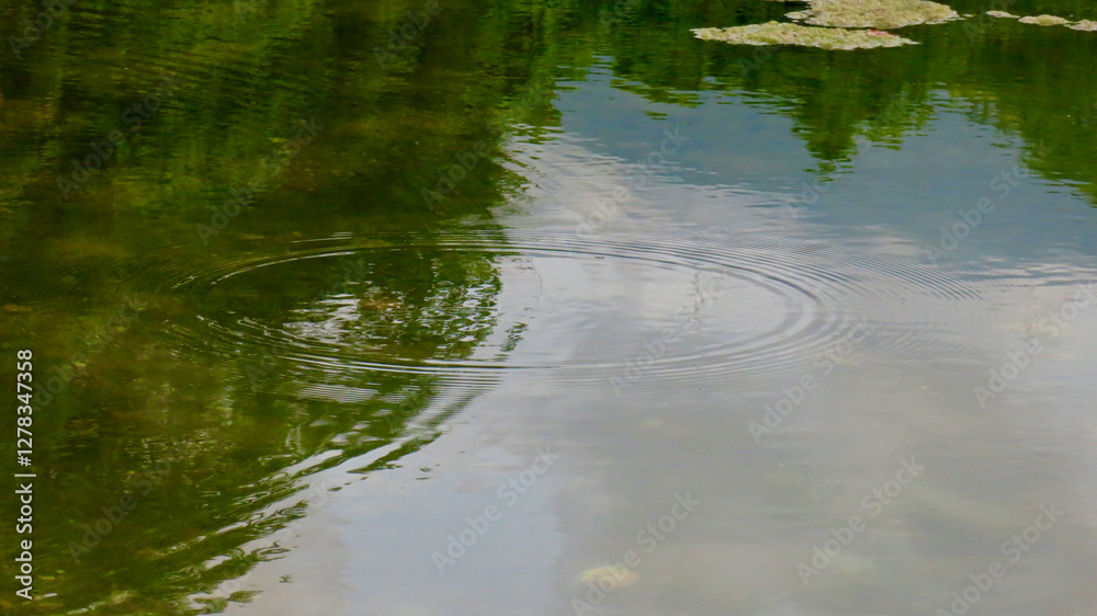 Fototapeta premium Water splash in the water. Circles on the water. Marshy surface of the water. View of concentric circles on the surface of the pond.