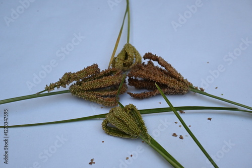 Eleusine coracana or finger millet. It is called Ragi and madua in India and Kodo in Nepal. It  is an annual herbaceous plant. Its widely grown as a cereal crop in the in Africa and Asia. photo