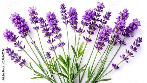 Isolated Sprigs of Lavender Blossoms on White Background - High-Resolution Stock Photo