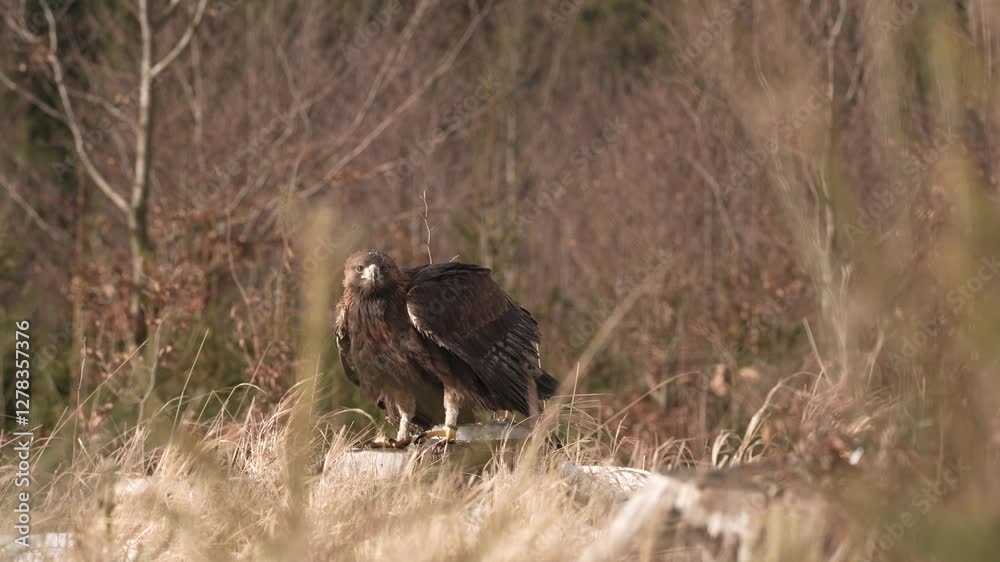 Wildlife Poland. Golden eagle flying above the blooming meadow. Big bird of prey with open wings. Eagle fly from Norway, Europe. Wildlife scene from nature. Wildlife Poland. Golden eagle flying above the blooming meadow. Big bird of prey with open wings. Eagle fly from Norway, Europe. Wildlife scene from nature.