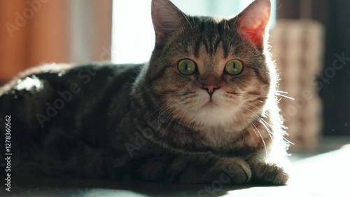 Adorable tabby cat relaxing by window: stop motion animation. Warm sunlight bathing tabby cat resting near window, creating peaceful moment