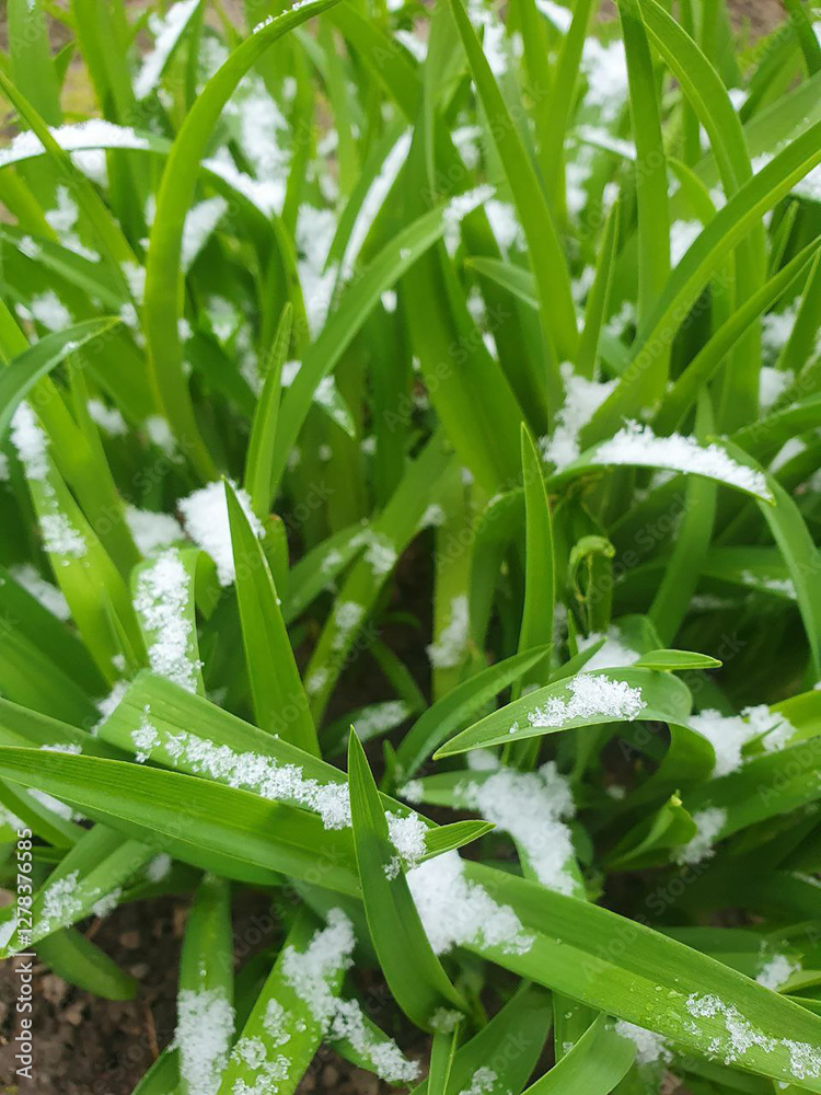 Obraz premium Spring grass covered with snow