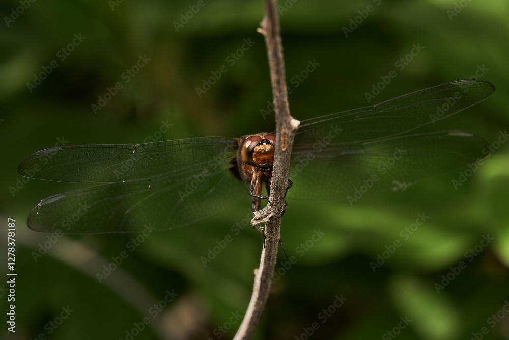 detailed macro capture of dragonfly on stick detailed macro capture of dragonfly on stick