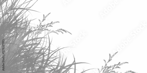 Shadow overlay effect for photo. Shadows from tree leaves and tropical branches on a white wall in sunlight. White wall texture background with sunlight and leaf shadow. PNG Elegant tropical palm.