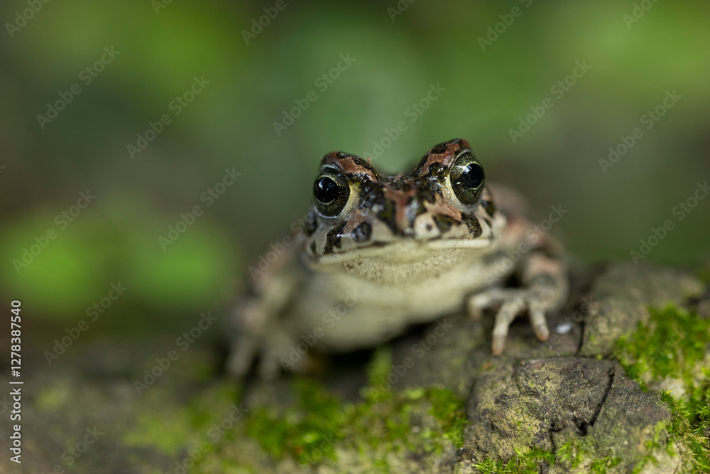 Obraz premium Green Toad