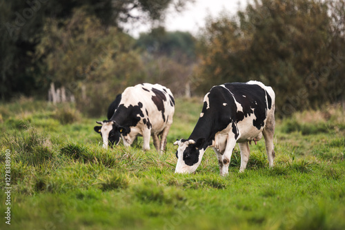 Cows grazing in the meadow. Ecological and sustainable animal husbandry. Cows in a meadow