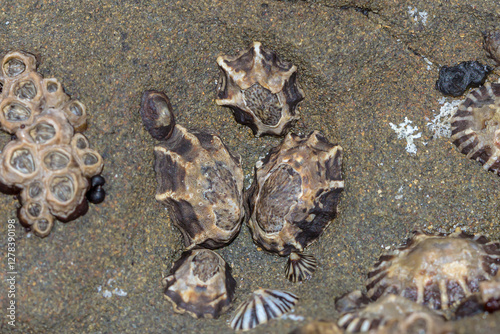 Three Pied Limpets (Patelloida latistrigata)