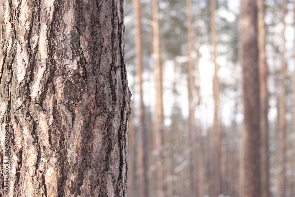Close-up of a pine tree trunk in a forest in winter. Pine tree during the day, close-up of the bark. Tree for a natural background. Details. Focus on the pine tree trunk with a blurred background Close-up of a pine tree trunk in a forest in winter. Pine tree during the day, close-up of the bark. Tree for a natural background. Details. Focus on the pine tree trunk with a blurred background