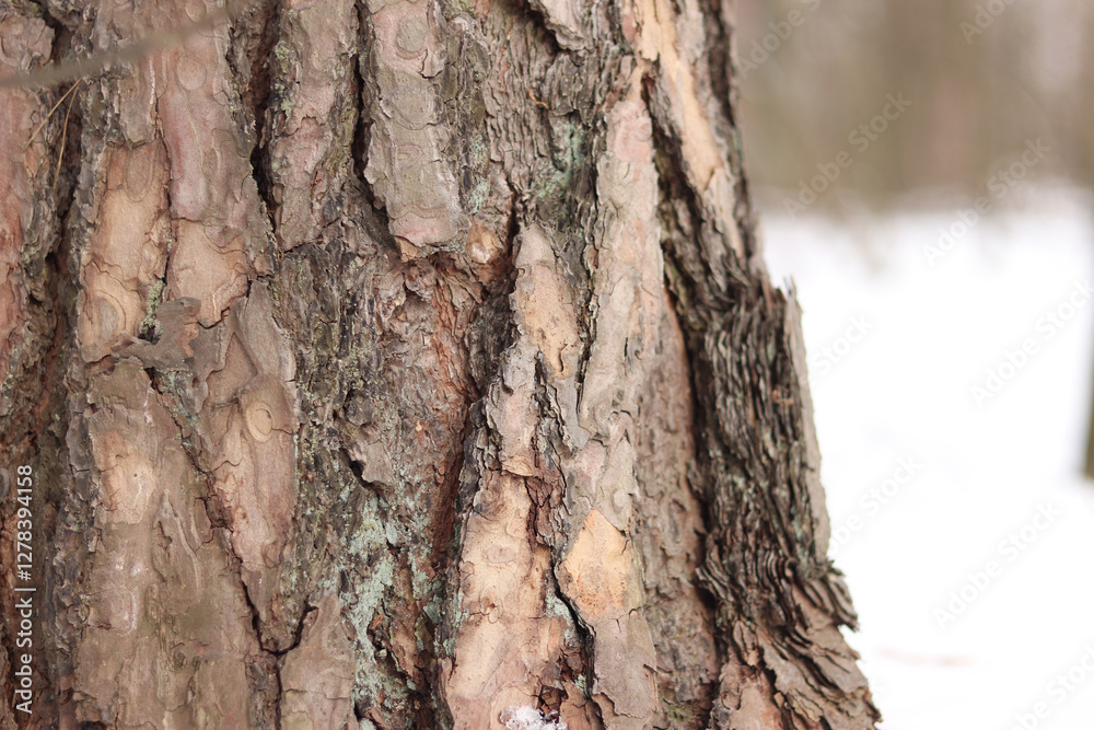 Close-up of a pine tree trunk in a forest in winter. Pine tree during the day, close-up of the bark. Tree for a natural background. Details. Focus on the pine tree trunk with a blurred background Close-up of a pine tree trunk in a forest in winter. Pine tree during the day, close-up of the bark. Tree for a natural background. Details. Focus on the pine tree trunk with a blurred background