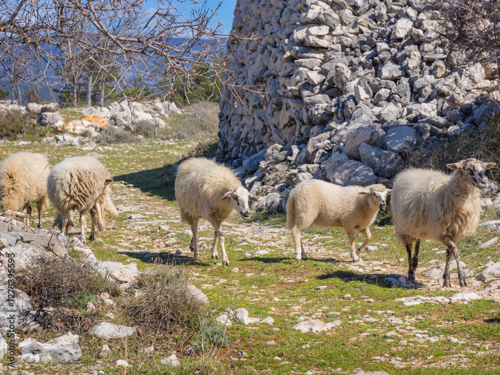 Fototapeta premium Rural landscape. Sheep grazing without a shepherd. Slow rhythm of life in the village.