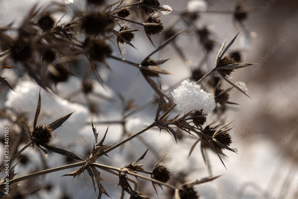 snow covered grass snow covered grass