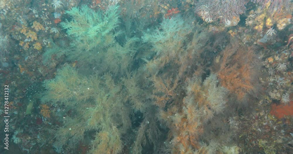 The Reefs of the Sea of Cortez: A Vibrant Underwater World The Reefs of the Sea of Cortez: A Vibrant Underwater World