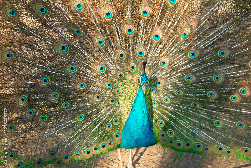 Obraz premium peacock with feathers