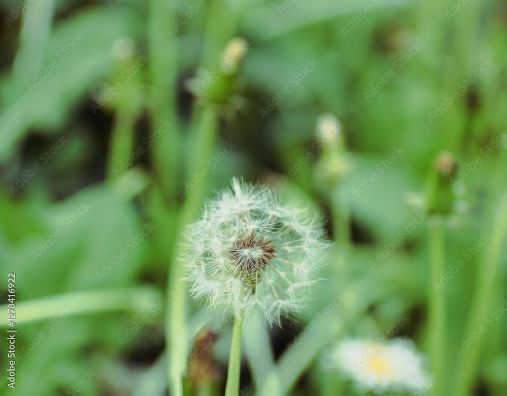 Fototapeta premium タンポポの綿毛17