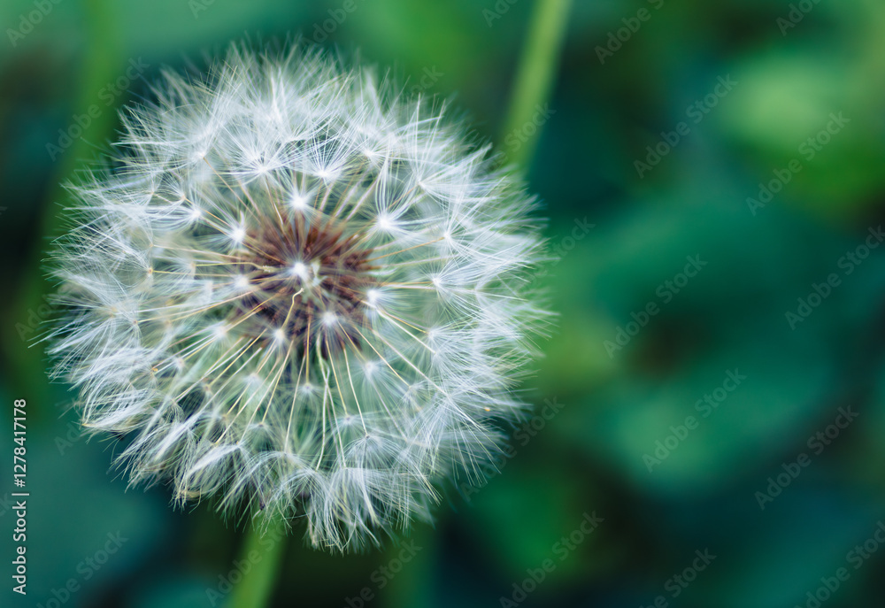 Fototapeta premium タンポポの綿毛13