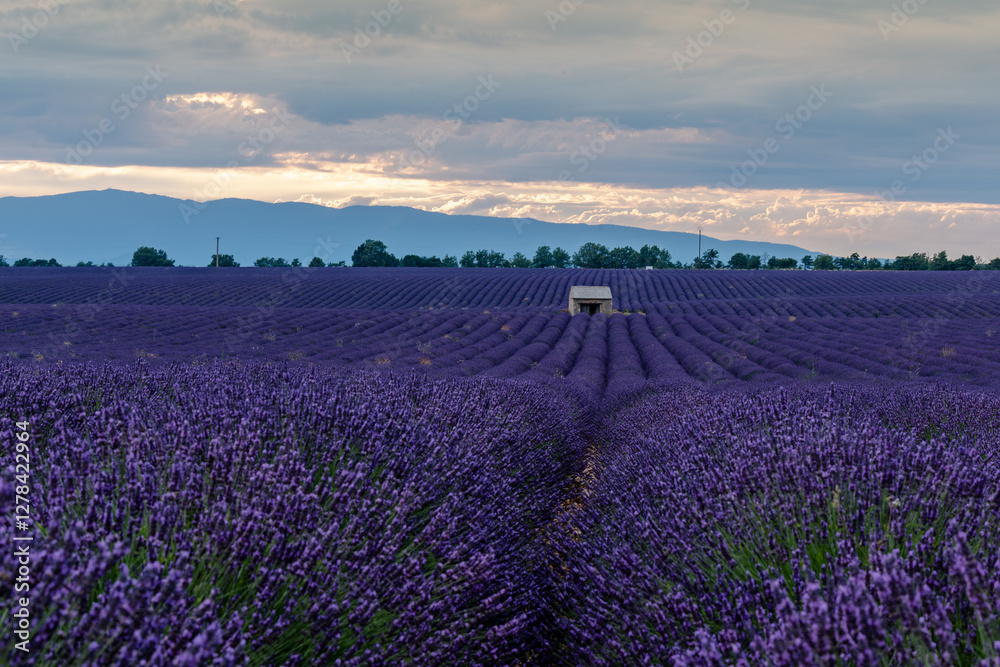 Obraz premium Breathtaking Lavender Fields in Provence, France at Dusk
