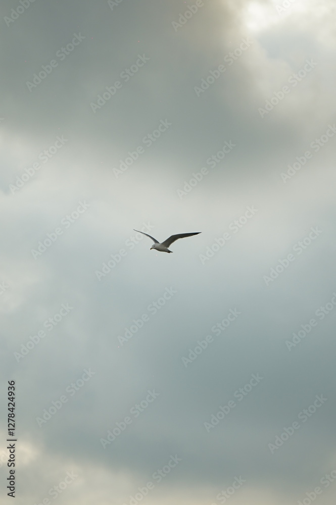 seagull flying