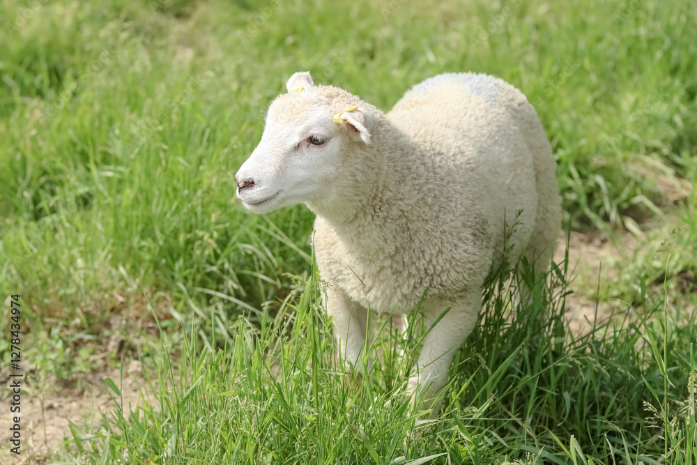White sheep in the summer pasture in June. The curious lamb has yellow ear tags on both ears. Fresh green hay grows in the meadow. White sheep in the summer pasture in June. The curious lamb has yellow ear tags on both ears. Fresh green hay grows in the meadow.