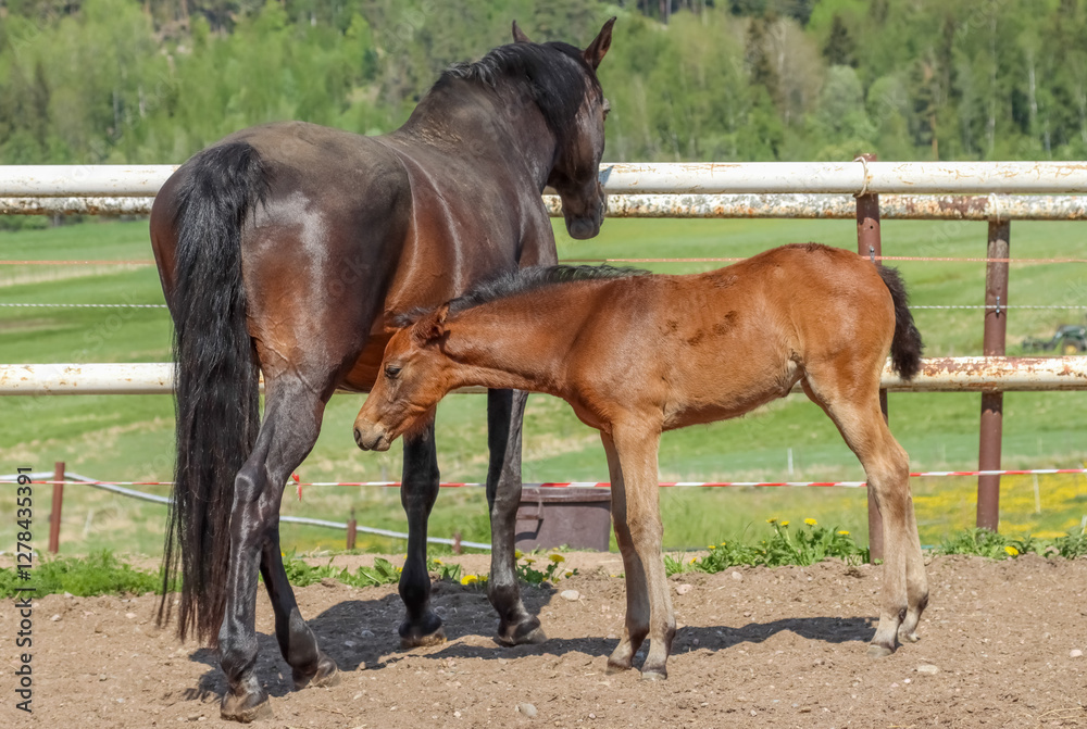 Mare with her foal in the manor yard. Sunny day in May at a Finnish horse farm. The beautiful horses are enjoying the spring. Mare with her foal in the manor yard. Sunny day in May at a Finnish horse farm. The beautiful horses are enjoying the spring.