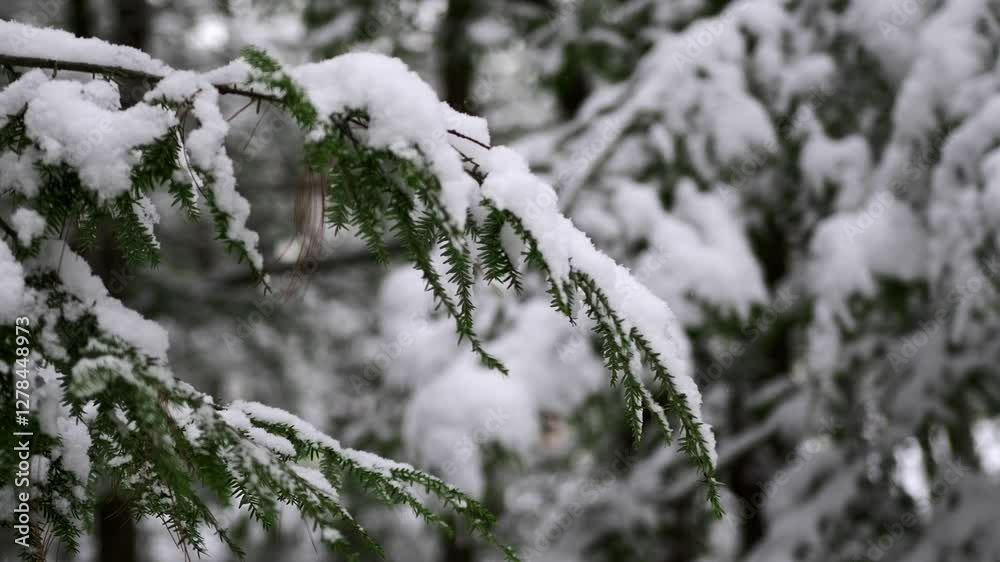 Camera tilt reveals white snow resting on green tree branches in a winter forest with a shallow depth of field. Camera tilt reveals white snow resting on green tree branches in a winter forest with a shallow depth of field.