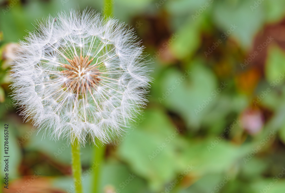 Fototapeta premium たんぽぽの綿毛15