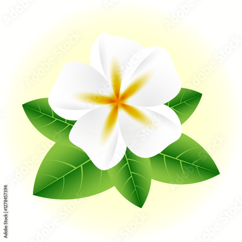 White jasmine flower on green leaves, frangipani flower, plumeria