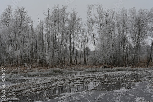 Winterliche Sumpflandschaft mit Bäumen im Raureif photo