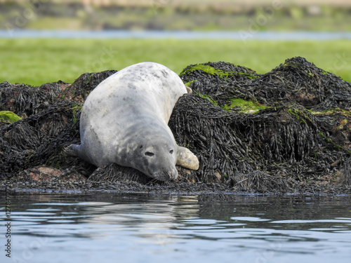 sleepy seal on the rocks