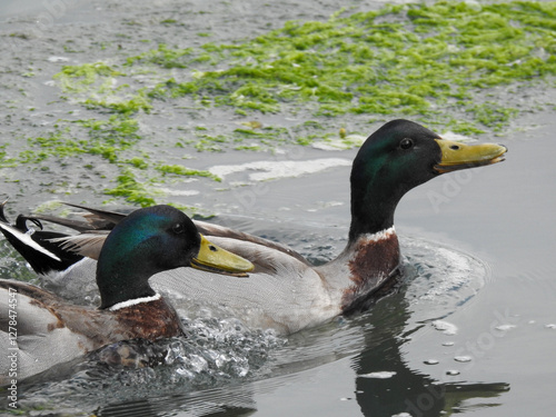 duck on the water