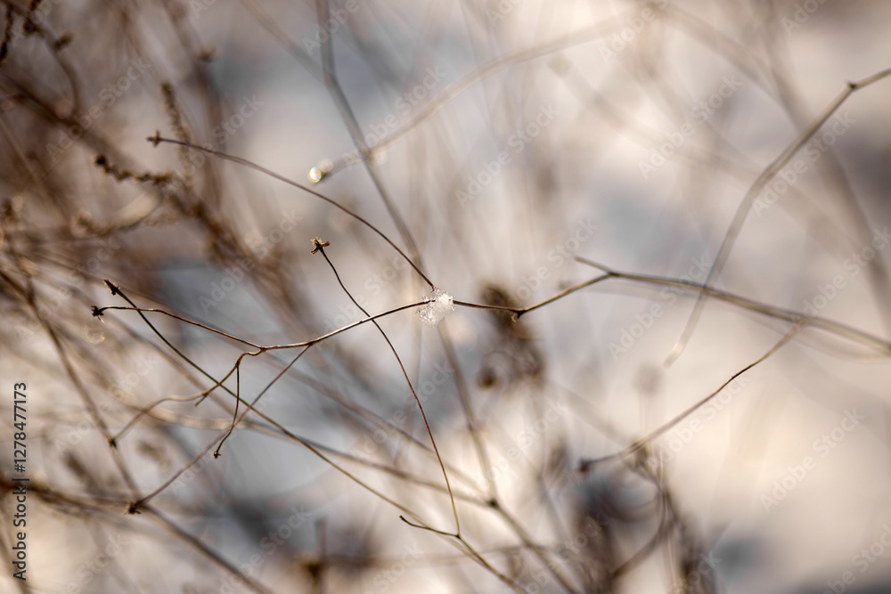 Fototapeta premium snow in forest. winter nature