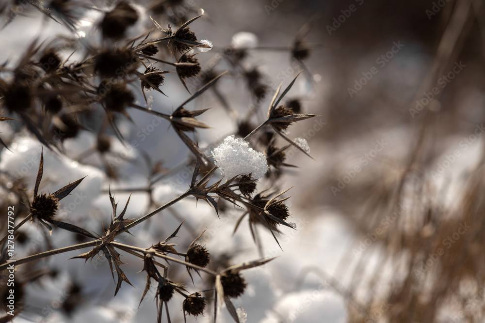 snow in forest. winter nature snow in forest. winter nature
