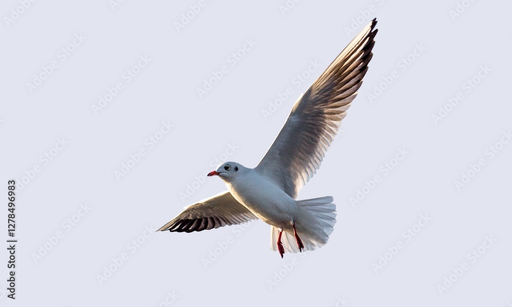 Obraz premium Colorful flying wild bird in sky