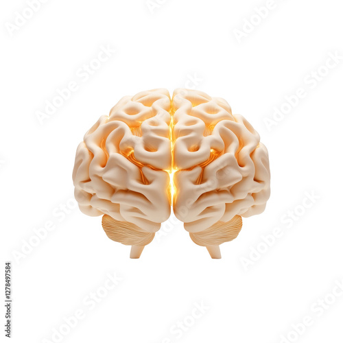 Human brain model with detailed anatomy and complex structure displayed in front view
