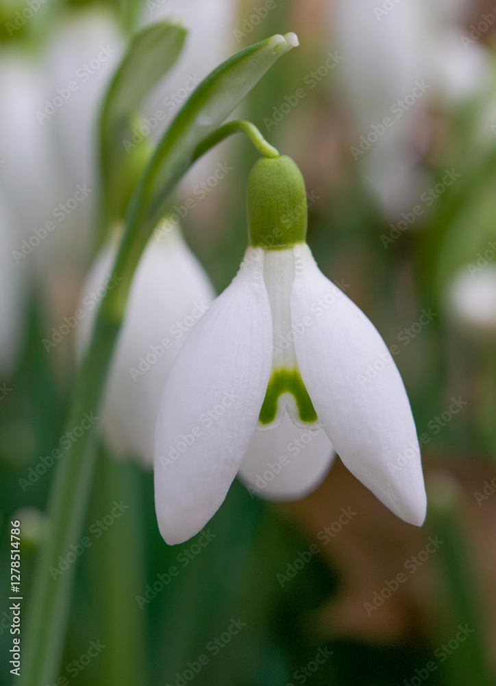 Beautiful close-up of a galanthus nivalis flower