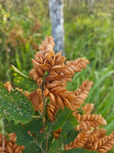 Herbs, Nudpra, scientific name Flemingia strobilifera photo