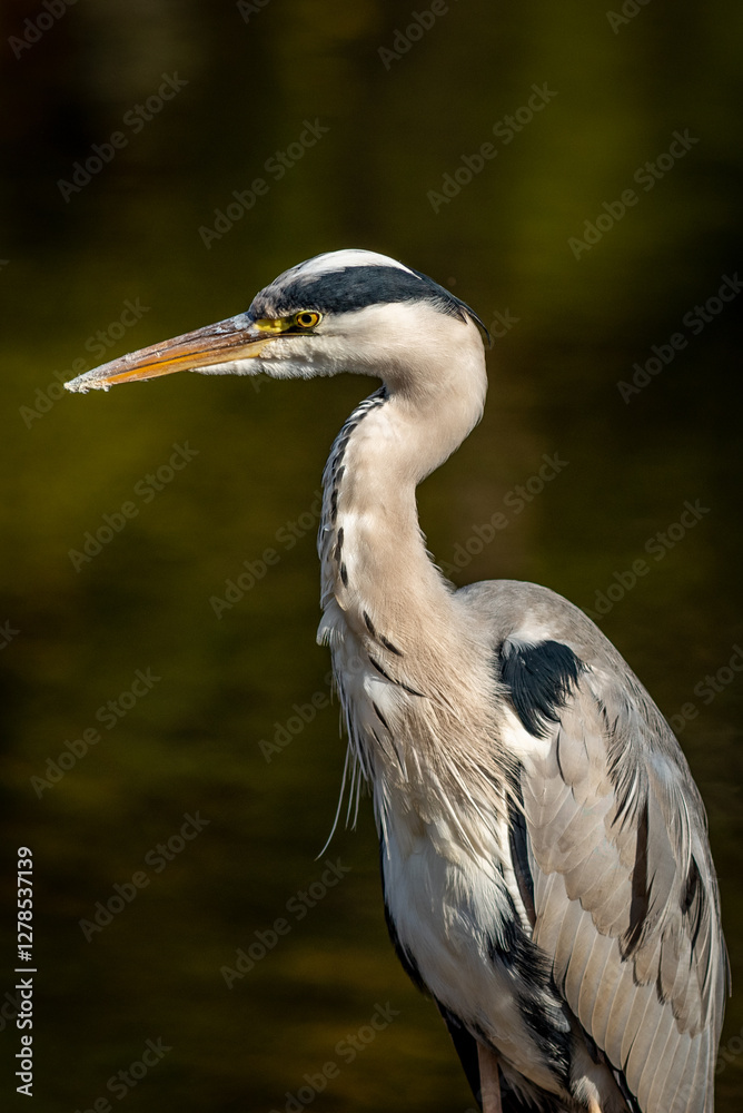Shallow focus of a gray heron on a green blurred nature lake background Shallow focus of a gray heron on a green blurred nature lake background