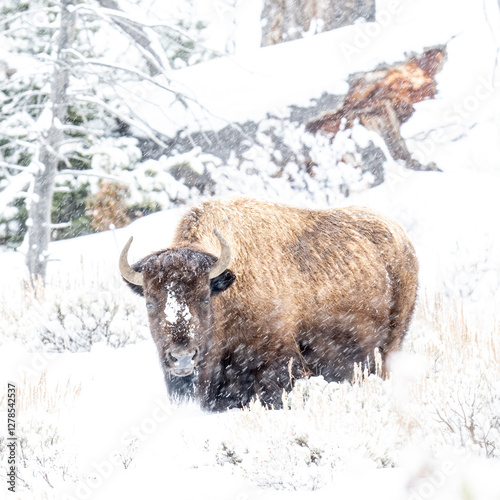American Bison in heavy snow and severe winter conditions

