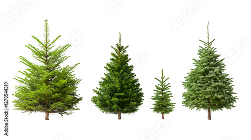 Verdant fir trees of different heights towering against clean white backdrop, showcasing winter forest's natural diversity and seasonal charm