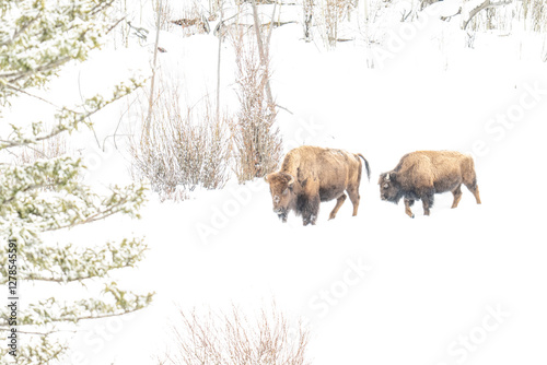 American Bison in heavy snow and severe winter conditions
