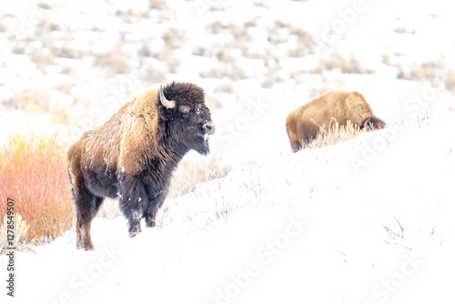 American Bison in heavy snow and severe winter conditions
