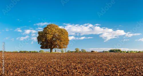 Obraz na płótnie Autumn Landscape of Plowed Field with Horse Chestnut Tree under Blue Sky with Clouds w salonie