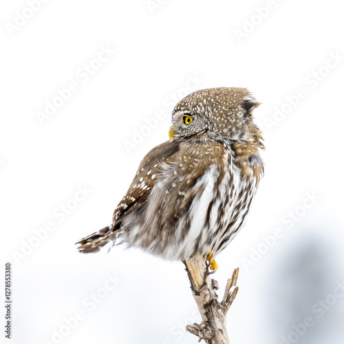 Northern Pygmy Owl on a close perch