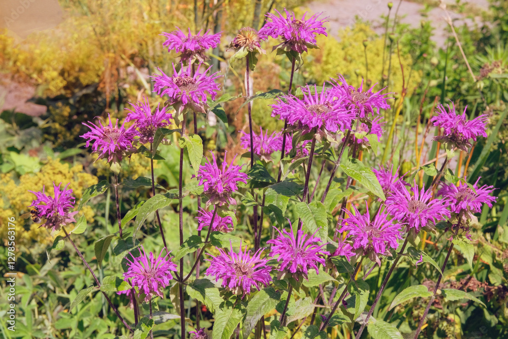 Obraz premium Monarda is cultivated as an ornamental plant. Violet flowers in meadow. Grows well in sunny and shaded areas. Honey-bearing and essential oil plant.