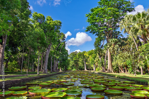 Obraz na plátne Tranquil water garden with massive lily pads and lush trees